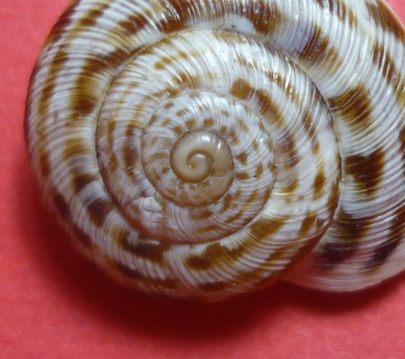 Marmorana fuscolabiata posidoniensis